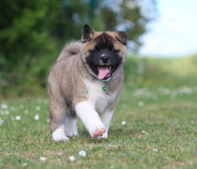 Les chiots de Akita americain