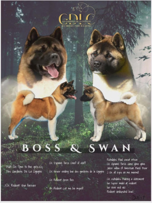 Chiot N°2 - Akita americain