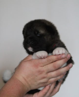 Les chiots de Akita americain