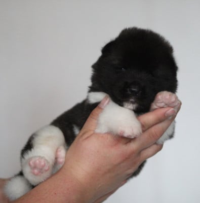 Les chiots de Akita americain