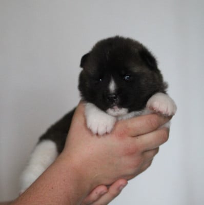Les chiots de Akita americain