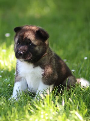 Les chiots de Akita americain