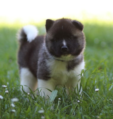 Les chiots de Akita americain