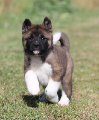 Les chiots de Akita americain