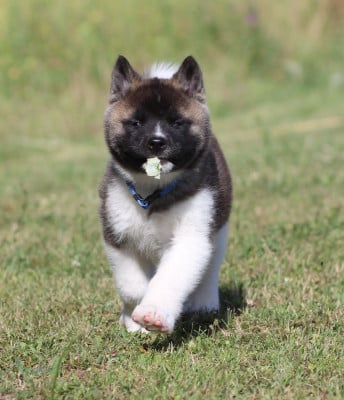 Les chiots de Akita americain