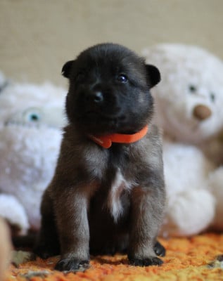 Les chiots de Berger Belge