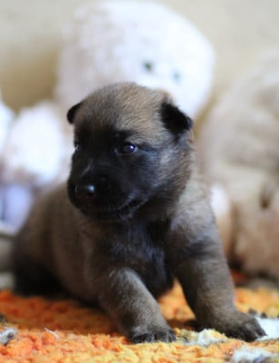 Les chiots de Berger Belge