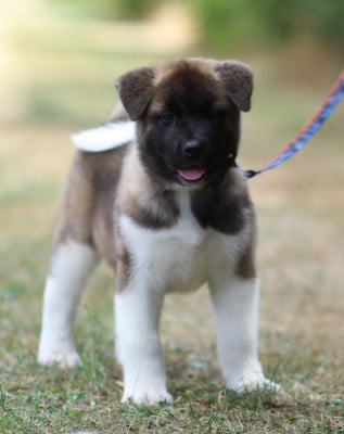 Les chiots de Akita americain