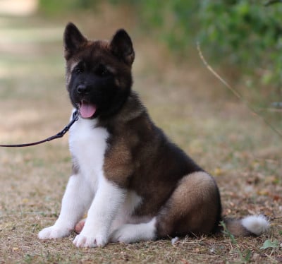 Les chiots de Akita americain