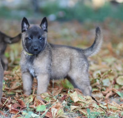 Les chiots de Berger Belge