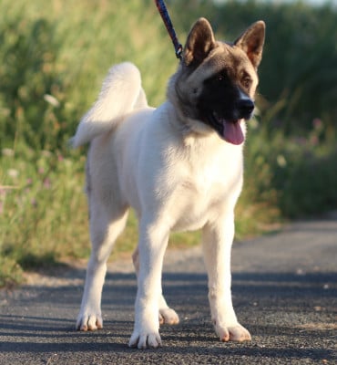 Les chiots de Akita americain