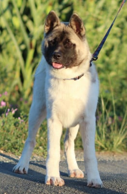 Les chiots de Akita americain