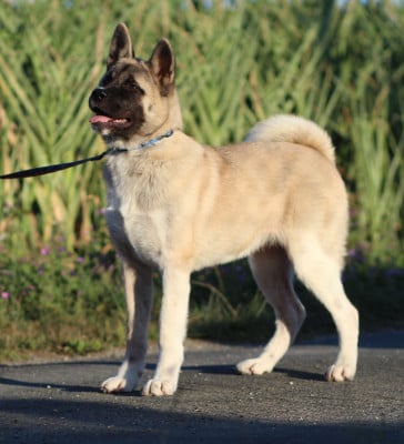 Les chiots de Akita americain