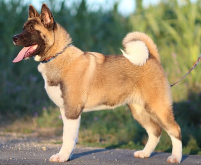 Les chiots de Akita americain