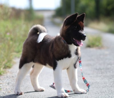 Les chiots de Akita americain