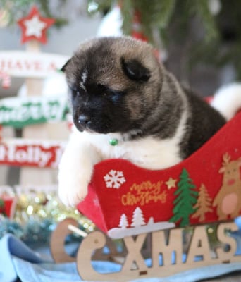 Les chiots de Akita americain