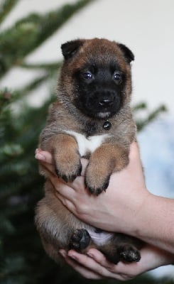 Les chiots de Berger Belge