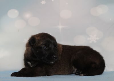 Les chiots de Berger Belge