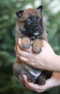 Les chiots de Berger Belge