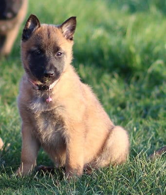 Les chiots de Berger Belge