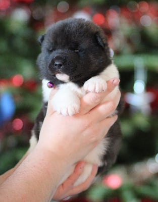 Les chiots de Akita americain