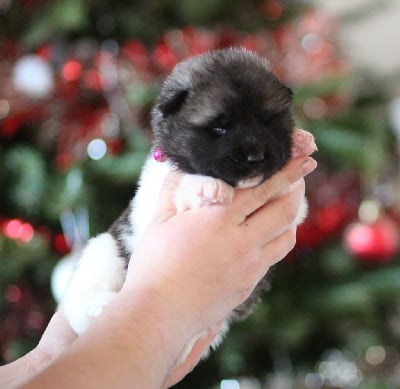 Les chiots de Akita americain