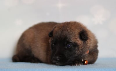 Les chiots de Berger Belge