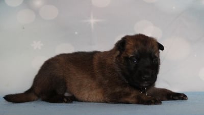 Les chiots de Berger Belge