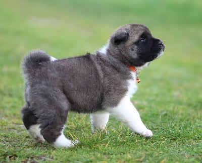 Les chiots de Akita americain