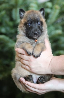 Les chiots de Berger Belge