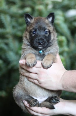 Les chiots de Berger Belge
