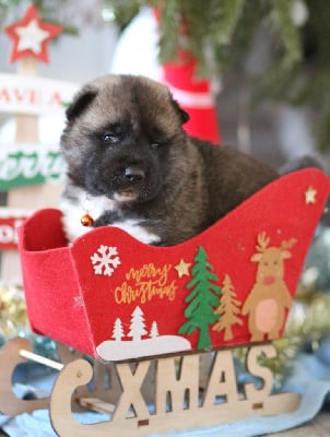 Les chiots de Akita americain