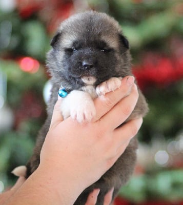 Les chiots de Akita americain