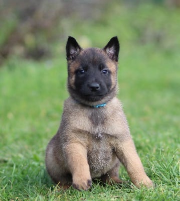 Les chiots de Berger Belge