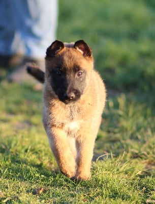 Les chiots de Berger Belge