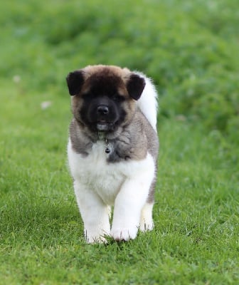 Les chiots de Akita americain