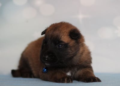 Les chiots de Berger Belge