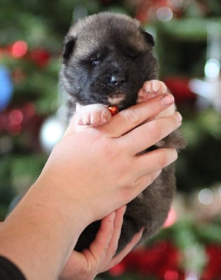 Les chiots de Akita americain
