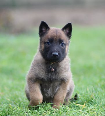 Les chiots de Berger Belge