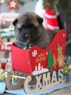 Les chiots de Akita americain