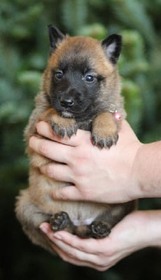 Les chiots de Berger Belge