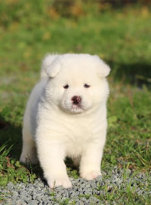 Les chiots de Akita americain