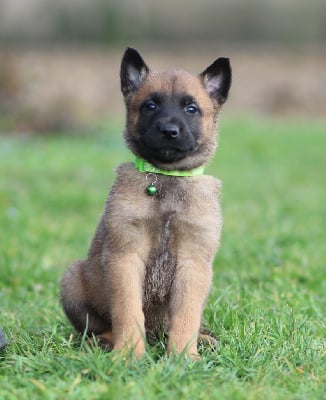 Les chiots de Berger Belge