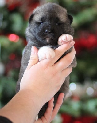 Les chiots de Akita americain
