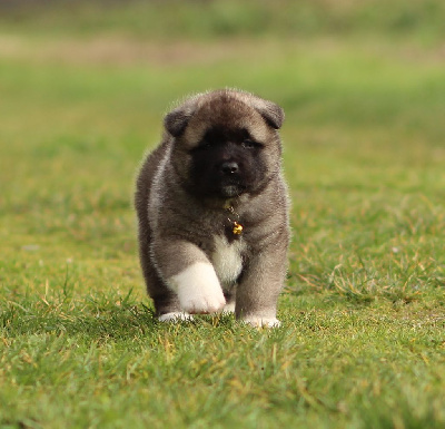 Les chiots de Akita americain