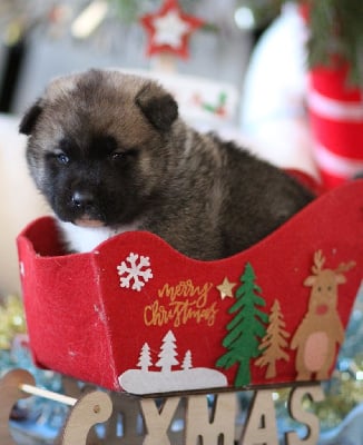 Les chiots de Akita americain