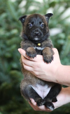 Les chiots de Berger Belge