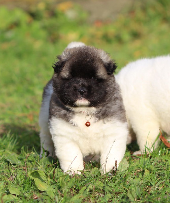 Les chiots de Akita americain
