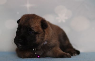 Les chiots de Berger Belge