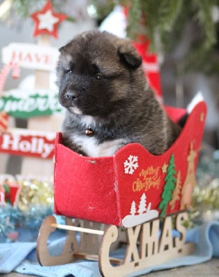 Les chiots de Akita americain